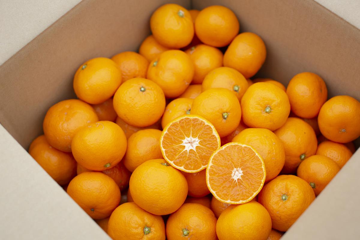 【訳あり】もんしーみかん（岡山県大藪産）約10kg 果物類 柑橘類 フルーツ お孫さん お子様 イラスト 減農薬栽培 安心 甘酸っぱさ