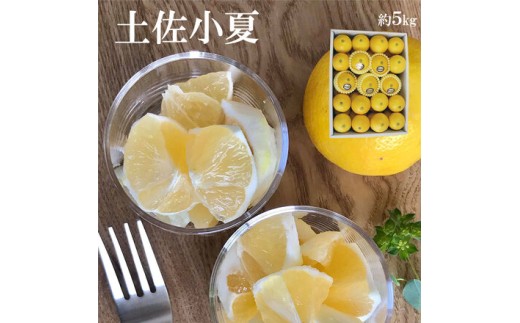 ＜果樹園直送＞土佐小夏 特選品贈答用 約5kg