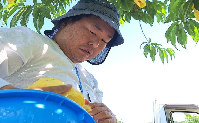 桃 2026年 先行予約  おかやま 夢白桃 今井さん家の「夢がたっぷりご家庭用」 約1.8kg 4～8玉 フルーツ 果物 岡山 赤磐市産
