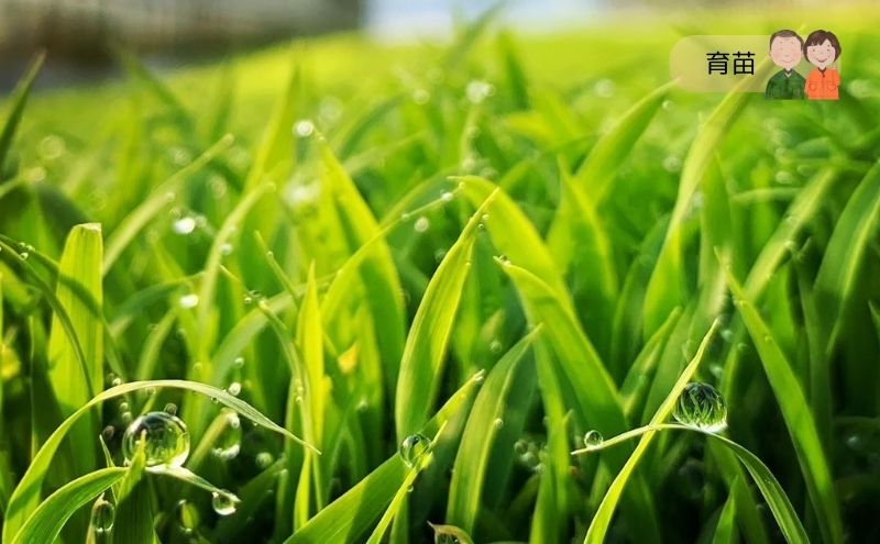 令和7年度産 宮城県大河原町産 みやこがね 4.2kg(1.4kg×3) もち米 餅米  こめ コメ モチ もち もち米 お餅 餅