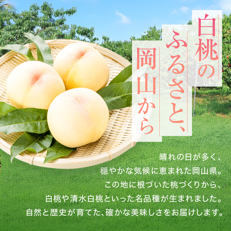 桃 2026年 先行予約 赤磐の 白桃 約2.0kg 6～8玉 JA晴れの国 糖度センサー選果 もも モモ 岡山県 赤磐市産 国産 フルーツ 果物 ギフト デザート 果肉 