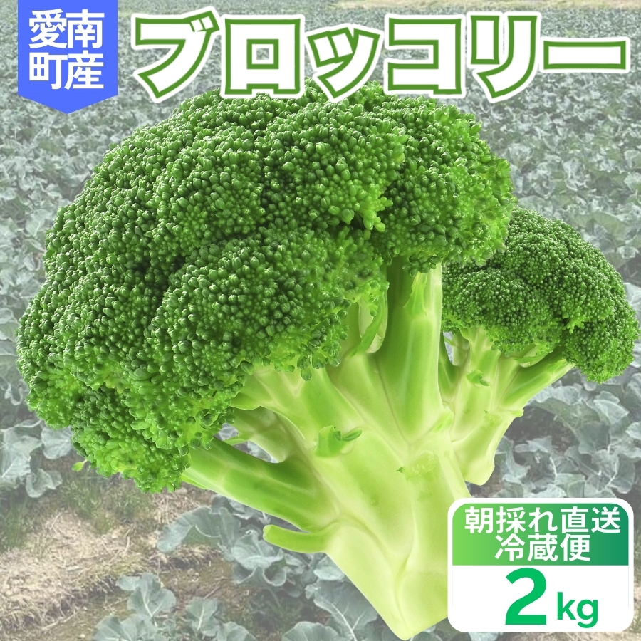 yQ쒬zubR[ 2kg ̂   VN ̂ꂽ Yn _ƒ Y  VLVL H s ܂ Â h{_ ƒp T_ X[v ٓ ʂ {  o H HǗ   ΉF Ⓚ ۑ \ XgbN ֗ lC