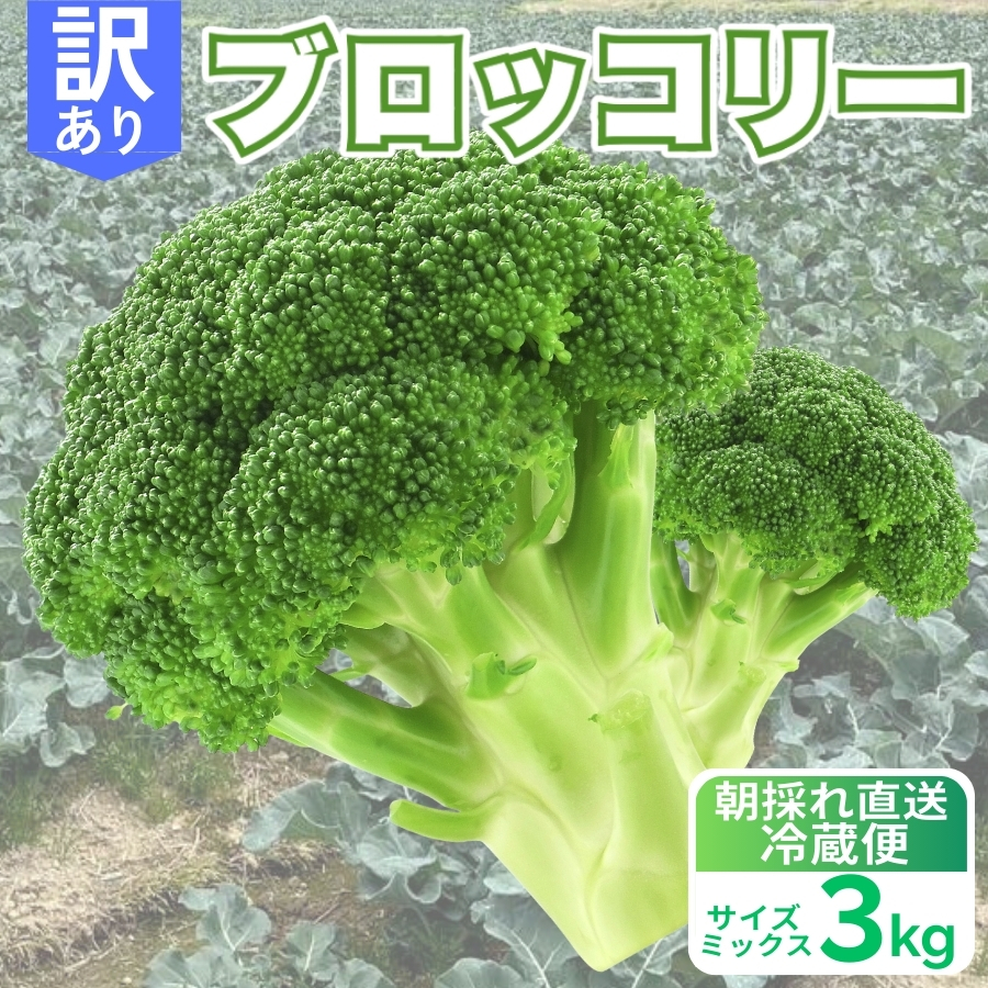 yQ쒬z󂠂 ubR[ 3kg TCY~bNX ̂   VN ̂ꂽ Yn _ƒ Y  VLVL H s ܂ Â h{_ ƒp T_ X[v ٓ ʂ {  o H HǗ   ΉF Ⓚ ۑ 