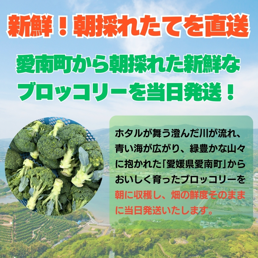 訳あり ブロッコリー 約3kg サイズミックス 朝採れ 当日 発送 新鮮 採れたて 産地直送 農家直送 国産 野菜 シャキシャキ 食感 茎 まで 甘い 栄養満点 ご家庭用 サラダ スープ お弁当 彩り野菜 旬 の 味覚 離乳食 食事管理中 に おすすめ 緑黄色野菜 冷凍 保存 可能 ストック 便利 人気 期間限定 旬 の 味覚 食卓 へ 愛媛県 愛南町 愛なんよ