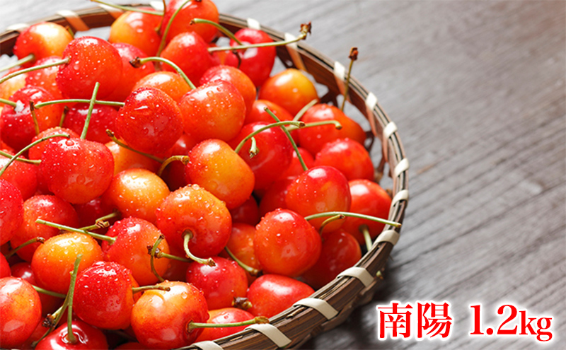 ykCmؒzkC mؒY  z 1.2kg (300g×4pbN) LTCYȏ {  Yn TN{ `F[ t[c ʕ ʕ  mؒ m [RX]