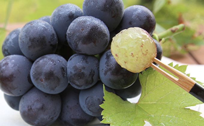 桃 ぶどう 2026年 先行予約 白桃 5玉 合計約1.5kg （1玉 約300g） ニュー ピオーネ 1房 550g もも 葡萄 詰合せ 岡山 国産 フルーツ 果物 ギフト 桃茂実苑