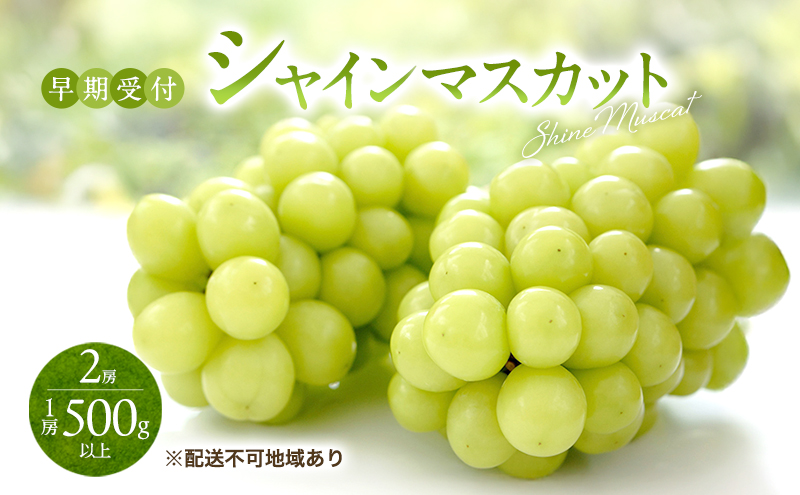 �y���R�����˓��s�z�Ԃǂ� ������t �V���C�� �}�X�J�b�g 2�[�i1�[500g�ȏ�j �u�h�E ���� ���R���Y ���Y �t���[�c �ʕ� �M�t�g ���Ύ���