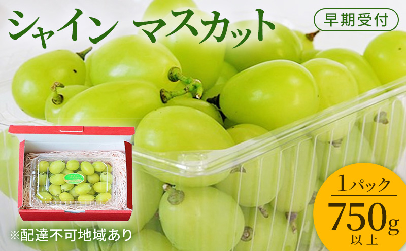 ぶどう 早期受付 シャイン マスカット 1パック(750g以上) ブドウ 葡萄 岡山県産 国産 フルーツ 果物 ギフト 桃茂実苑