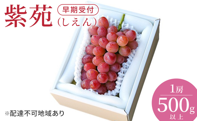 ぶどう 早期受付 紫苑 (しえん)1房(500g以上) ブドウ 葡萄 岡山県産 国産 フルーツ 果物 ギフト 桃茂実苑