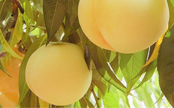 桃 2026年 先行予約 岡山特産 清水白桃 約1.5kg 5玉 桐箱入りもも モモ 岡山 国産 フルーツ 果物 ギフト 桃茂実苑