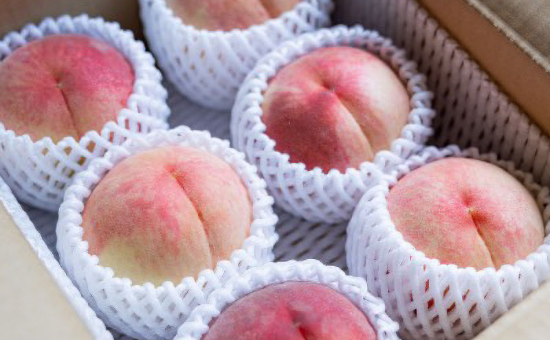 【2026年発送先行予約】　長野県小諸市産　朝採れ　特選大玉桃　3玉（約1kg）【Family farm 柏の葉】