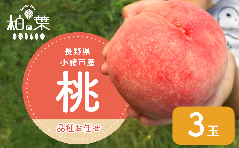 【長野県小諸市】【2026年発送先行予約】 長野県小諸市産 朝採れ 特選大玉桃 3玉(約1kg)【Family farm 柏の葉】