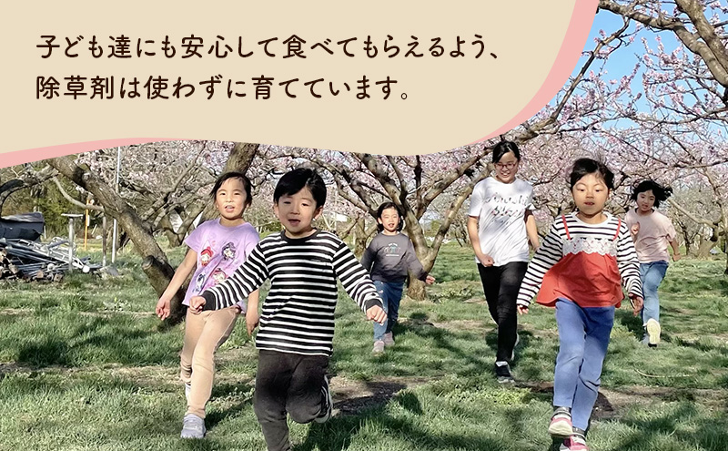 【2026年発送先行予約】　長野県小諸市産　朝採れ　特選大玉桃　3玉（約1kg）【Family farm 柏の葉】