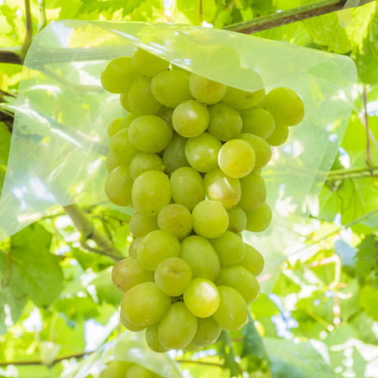 和歌山県産完熟シャインマスカット約1kg【2026年度発送分】