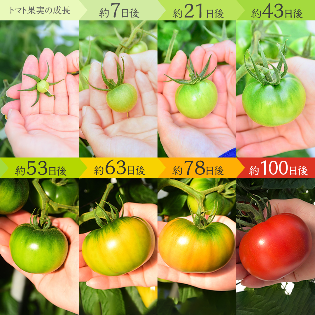 茨城県筑西市のふるさと納税 てるて姫 小箱 約800g × 1箱 【7～13玉/1箱】 2026年産 てるてひめ 糖度9度 以上 スーパーフルーツトマト 野菜 フルーツトマト フルーツ トマト とまと [AF070ci]