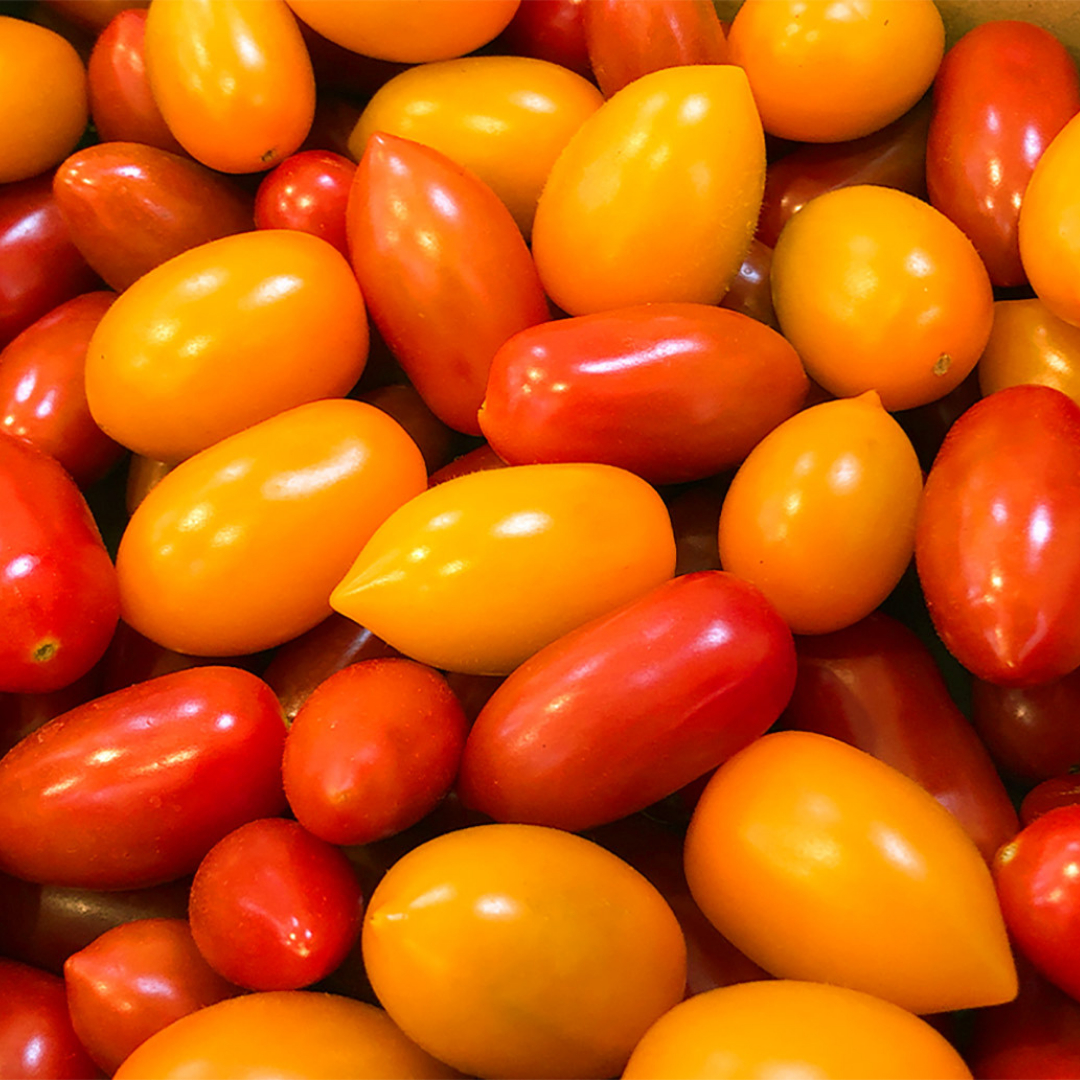 みにとまと 家庭菜園向け トマト - トキタオンラインショップ