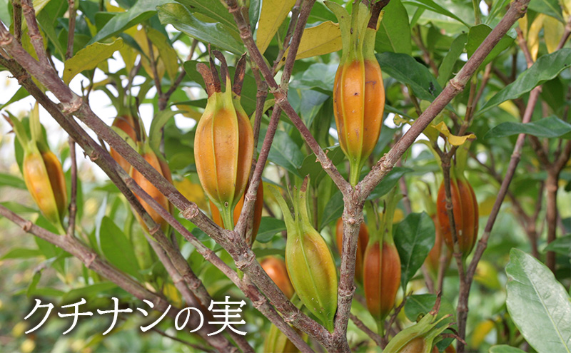 眠りの華 1袋 62粒入 機能性表示食品 睡眠 改善 睡眠の質 向上 良質な睡眠 深い眠り サポート サプリ サプリメント ビタポール