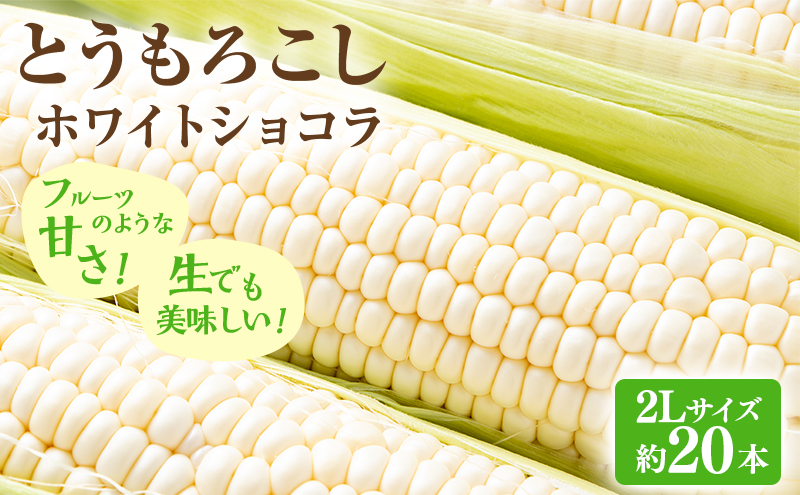 【2026年先行受付】富良野産 とうもろこし ホワイトコーン 約20本 コーン とうきび トウモロコシ ホワイトショコラ 2Lサイズ 野菜 甘い BBQ 北海道 富良野 ふらの