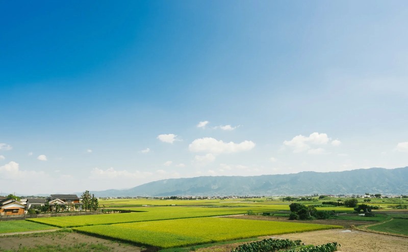 定期便 6回 【ポスト投函】 八女茶 深蒸し茶 煎茶 100g お茶 茶 福岡県 6ヶ月