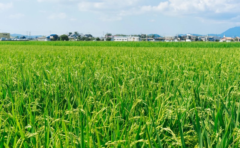 【ポスト投函】 炊き込みご飯の素 博多かしわめし 2～3人前 (2合用 109g) レトルト 福岡県 はかた地どり