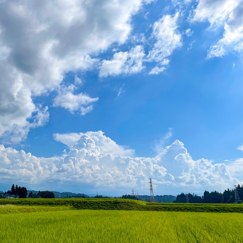 【3か月定期便】令和7年産新米　魚沼産コシヒカリ 精米5kg×3回　計15kg　米 コメ こしひかり 精米 ブランド米 お取り寄せ 十日町市