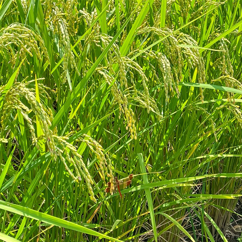 【3か月定期便】令和7年産新米　魚沼産コシヒカリ 精米5kg×3回　計15kg　米 コメ こしひかり 精米 ブランド米 お取り寄せ 十日町市