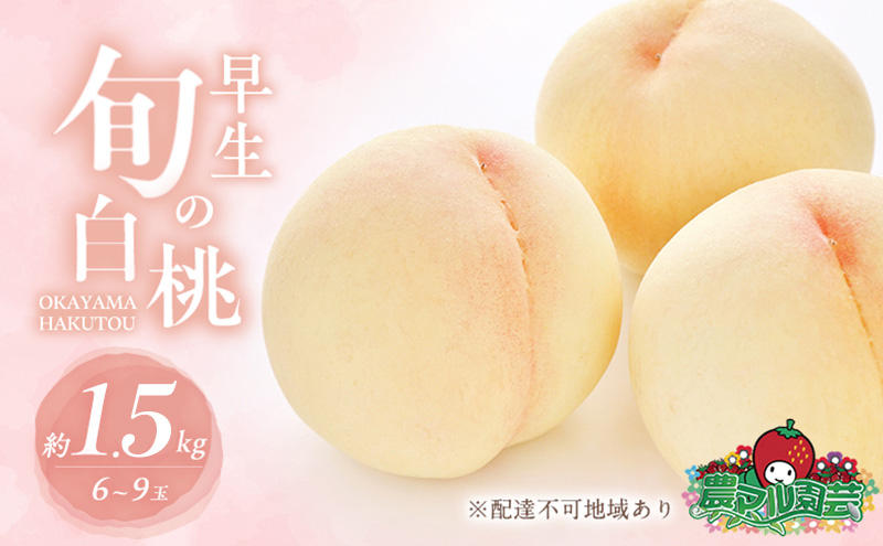yRԔ֎sz 2026N s\ ̏{  1.5kg 6`9 ip   t[c ʕ R Ԕ֎sY _}| _