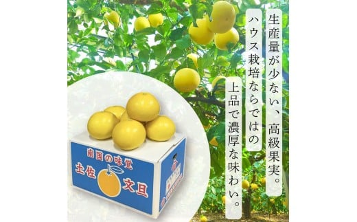 ＜土佐文旦の藤岡＞訳あり 温室土佐文旦 家庭用 5kg (8～12玉）文旦 ぶんたん ブンタン 土佐文旦 ハウス栽培 甘い 柑橘 フルーツ 果物 ご当地 産地直送 お取り寄せ 5キロ 自分用 土佐 高知