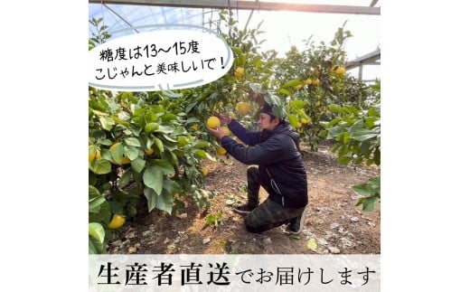 ＜土佐文旦の藤岡＞訳あり 温室土佐文旦 家庭用 5kg (8～12玉）文旦 ぶんたん ブンタン 土佐文旦 ハウス栽培 甘い 柑橘 フルーツ 果物 ご当地 産地直送 お取り寄せ 5キロ 自分用 土佐 高知