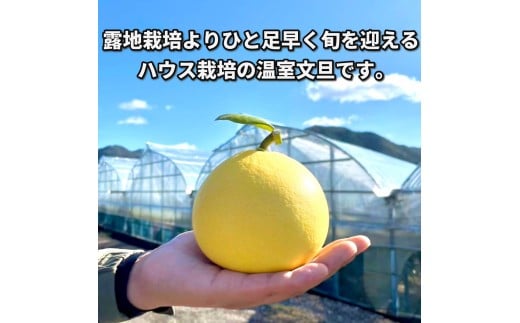 ＜土佐文旦の藤岡＞訳あり 温室土佐文旦 家庭用 5kg (8～12玉）文旦 ぶんたん ブンタン 土佐文旦 ハウス栽培 甘い 柑橘 フルーツ 果物 ご当地 産地直送 お取り寄せ 5キロ 自分用 土佐 高知