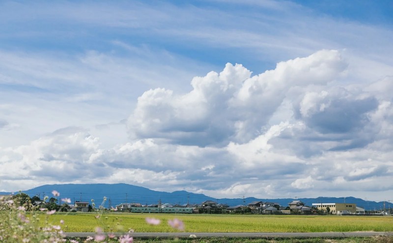 ふぐ皮明太 140g×4 明太子 めんたいこ 加工品