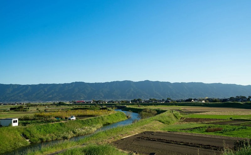 辛子明太子 つぶこ 250g×3個 明太子 めんたいこ
