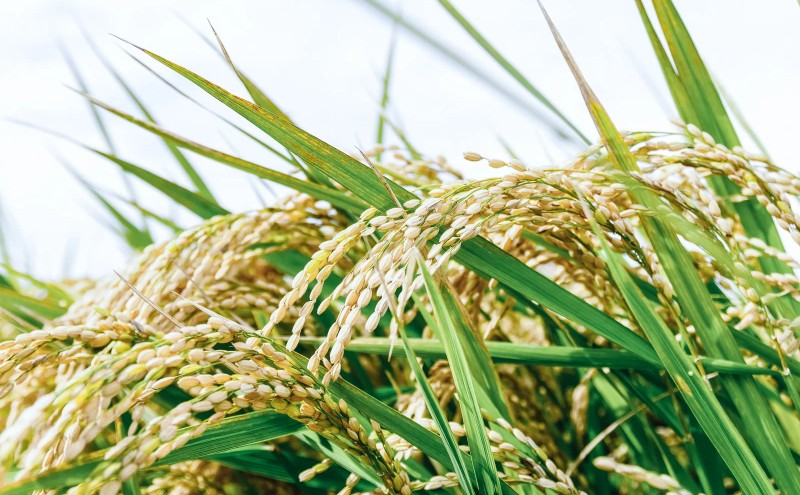 数の子明太 140g×4 明太子 めんたいこ