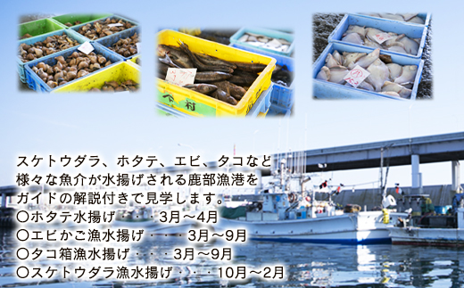 【お土産付き】鹿部漁港見学体験 2名様分 根昆布だし お土産付き 道の駅しかべ間歇泉公園 入園券付 旅行 観光 体験 送料無料