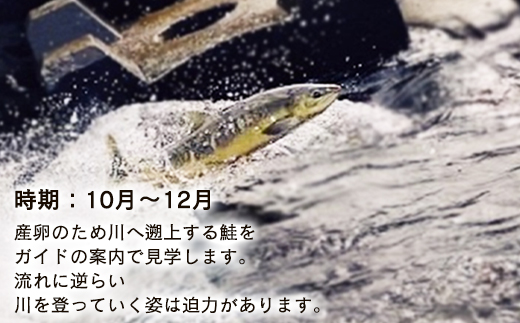 【お土産付き】鮭の遡上見学体験 2名様分 根昆布だし お土産付き 道の駅しかべ間歇泉公園 入園券付 旅行 観光 体験 送料無料 