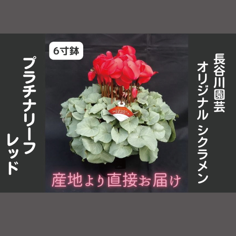 【先行予約】【長谷川園芸】オリジナル品種 シクラメン プラチナリーフ 6寸 レッド ※12月出荷【冬のギフト  フラワーギフト クリスマス 鉢花】(AT105)
