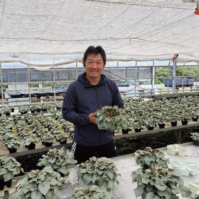 【先行予約】【長谷川園芸】オリジナル品種 シクラメン プラチナリーフ ６寸 ホワイト ※12月出荷【冬のギフト  フラワーギフト クリスマス 鉢花】(AT106)