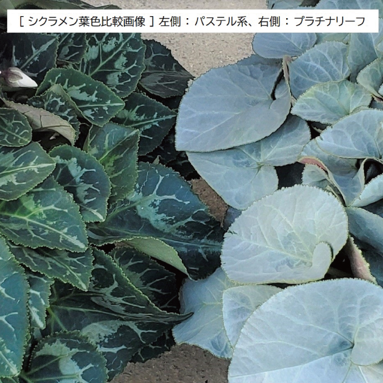 【先行予約】【長谷川園芸】オリジナル品種 シクラメン プラチナリーフ ６寸 ホワイト ※12月出荷【冬のギフト  フラワーギフト クリスマス 鉢花】(AT106)