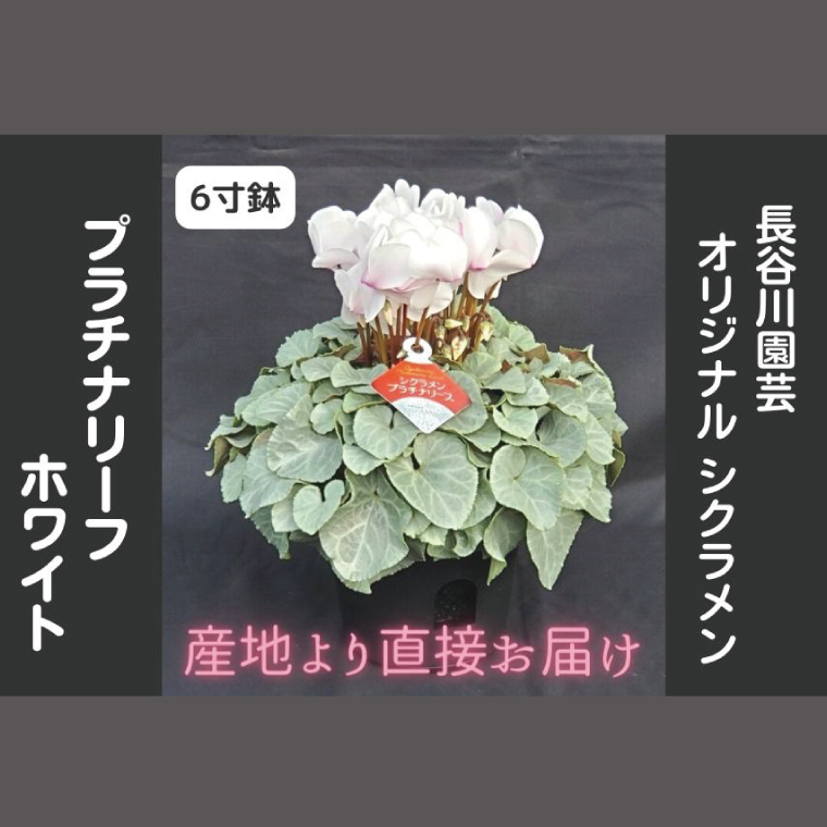 【先行予約】【長谷川園芸】オリジナル品種 シクラメン プラチナリーフ ６寸 ホワイト ※12月出荷【冬のギフト  フラワーギフト クリスマス 鉢花】(AT106)
