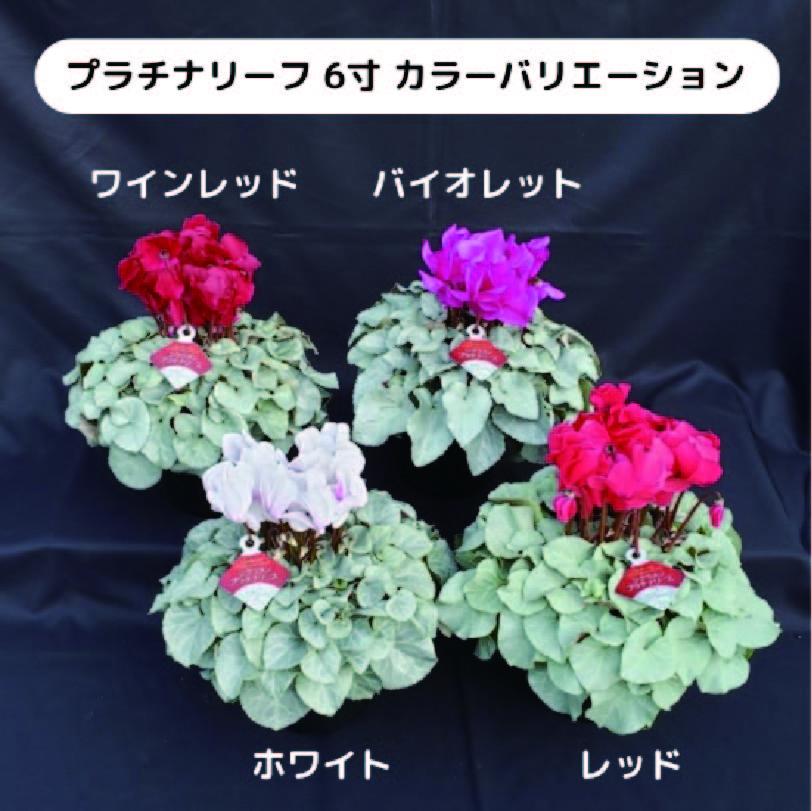 【先行予約】【長谷川園芸】オリジナル品種 シクラメン プラチナリーフ 6寸 バイオレット 【冬のギフト  フラワーギフト クリスマス 鉢花】(AT108)