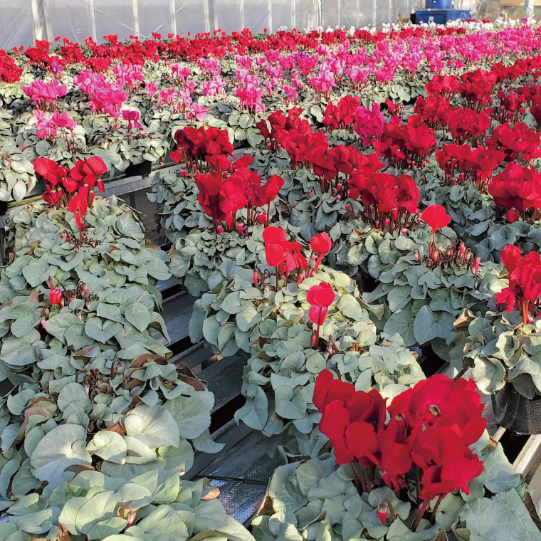 【先行予約】【長谷川園芸】オリジナル品種 シクラメン プラチナリーフ 6寸 バイオレット 【冬のギフト  フラワーギフト クリスマス 鉢花】(AT108)