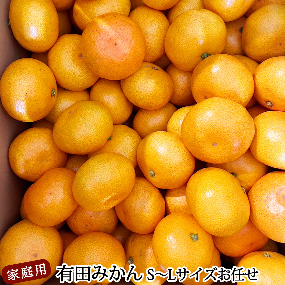 DZ6201_12_【2025年12月発送】ご家庭用 有田みかん 和歌山 S～Lサイズ 大きさお任せ 約10kg