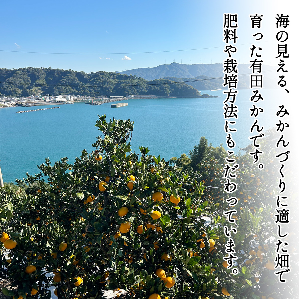 和歌山県湯浅町のふるさと納税 DZ6200_12_【2025年12月発送】秀品 有田みかん 和歌山県産 S～Lサイズ 大きさお任せ  約10kg