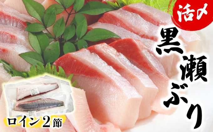 KU281＜2026年1月発送分＞活じめ！