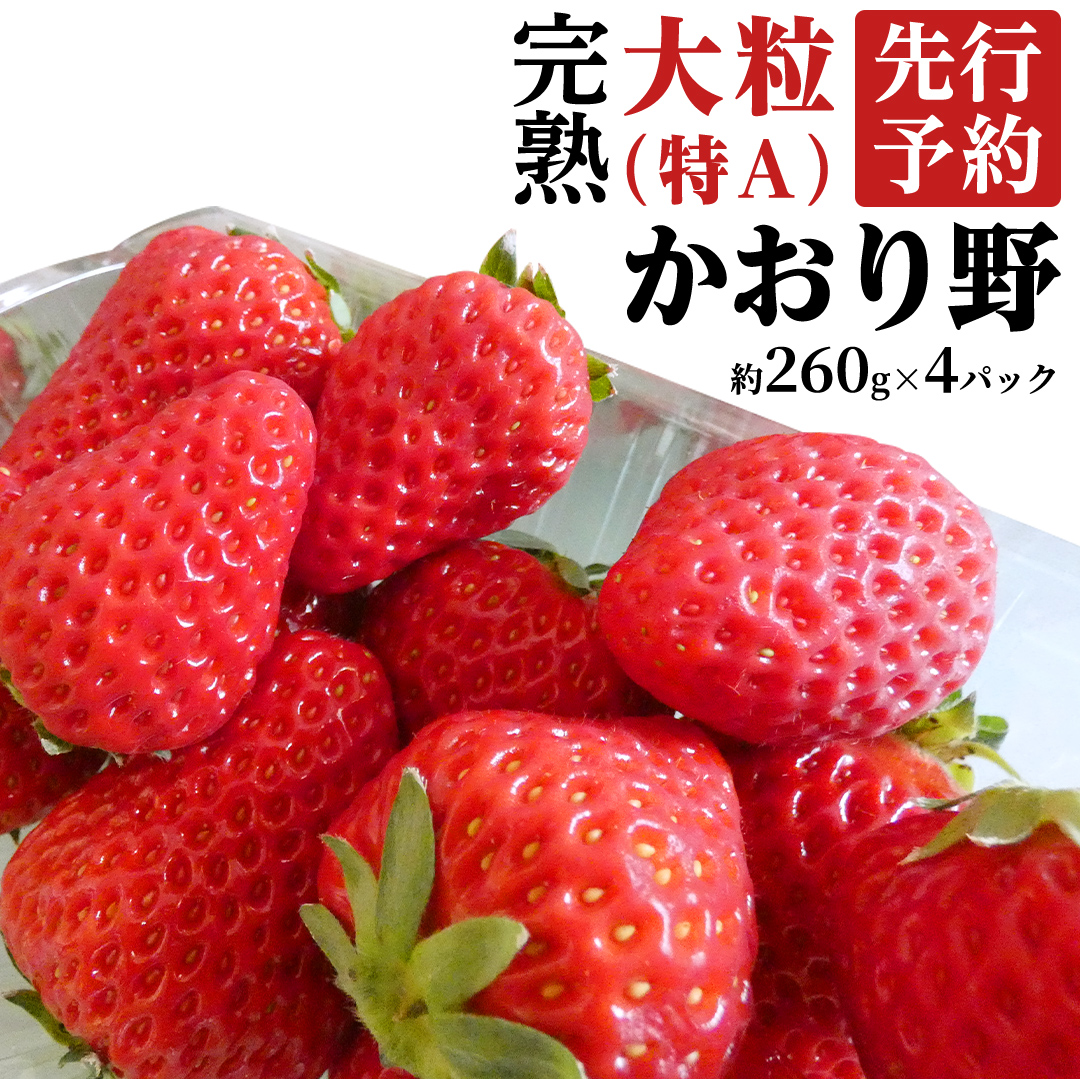 茨城県桜川市のふるさと納税 【 2026年1月上旬発送開始 】 完熟 かおり野 260g×4P 国産 いちご イチゴ 苺 果物 フルーツ 茨城県産 KEK [BC032sa]