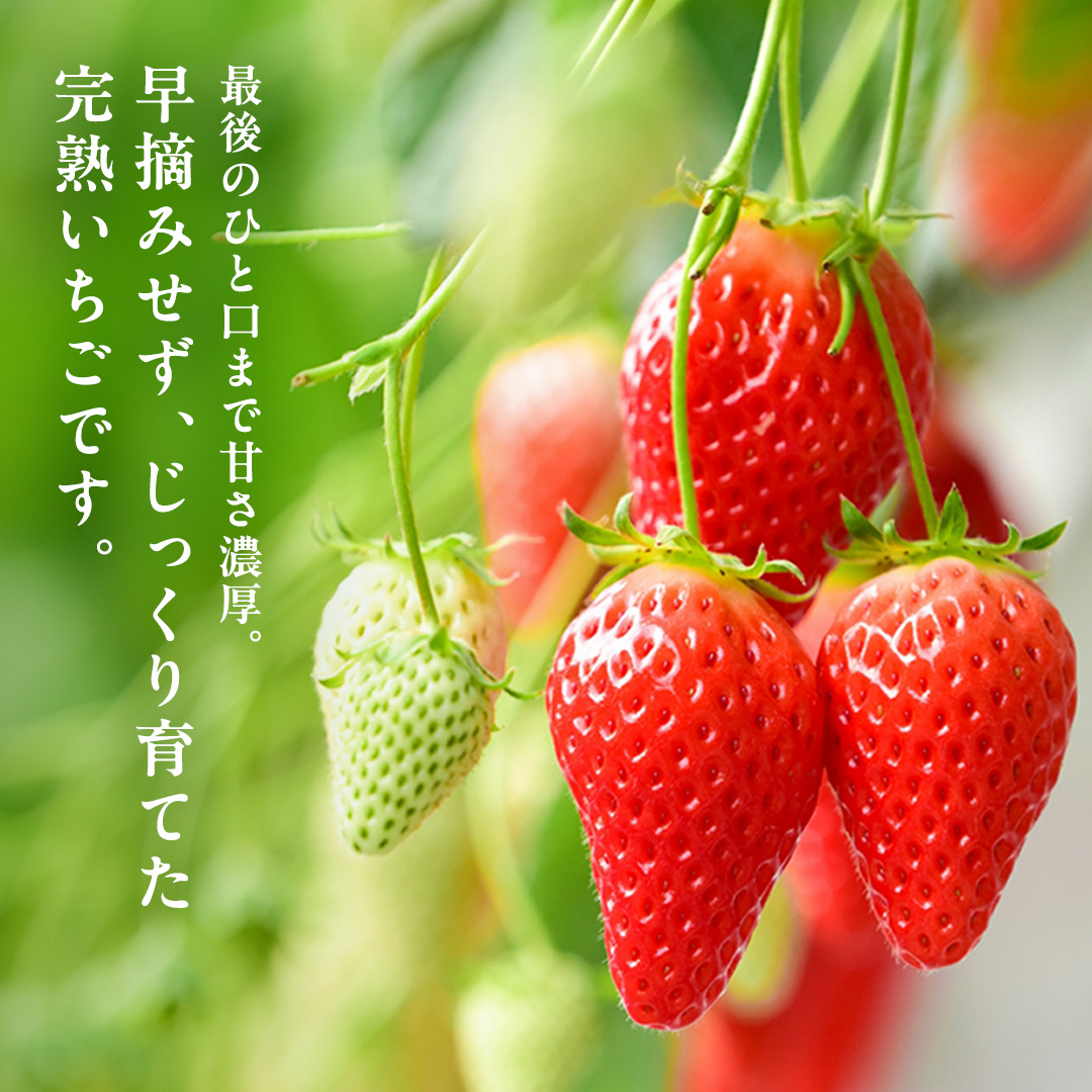 茨城県桜川市のふるさと納税 【 2026年1月上旬発送開始 】 完熟 かおり野 260g×4P 国産 いちご イチゴ 苺 果物 フルーツ 茨城県産 KEK 果物 フルーツ [BC032sa]