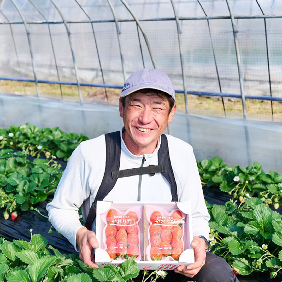 茨城県桜川市のふるさと納税 【 2026年1月上旬発送開始 】 完熟 かおり野 260g×4P 国産 いちご イチゴ 苺 果物 フルーツ 茨城県産 KEK [BC032sa]