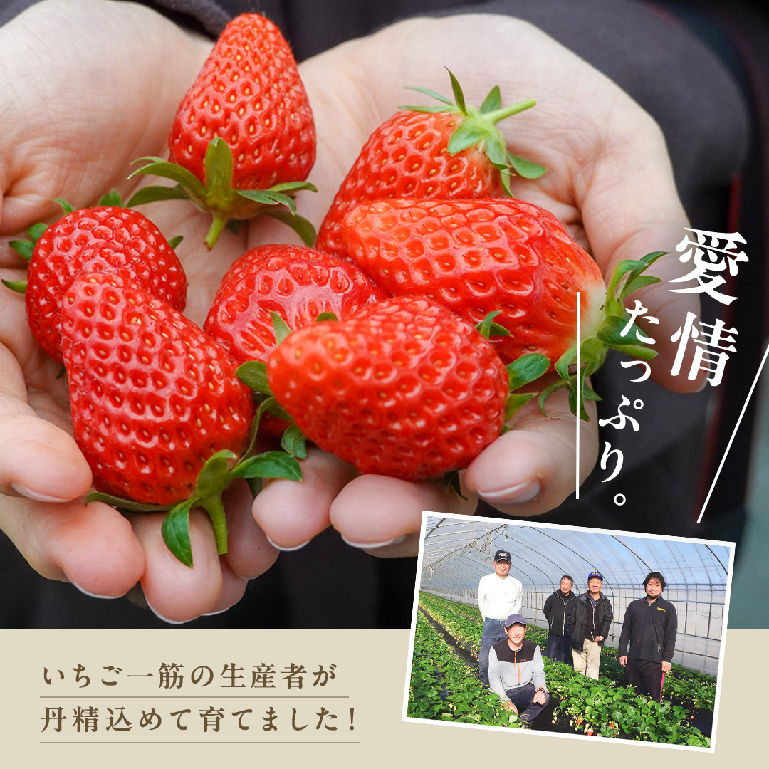 茨城県桜川市のふるさと納税 【 2026年1月上旬発送開始 】 完熟 かおり野 260g×4P 国産 いちご イチゴ 苺 果物 フルーツ 茨城県産 KEK 果物 フルーツ [BC032sa]