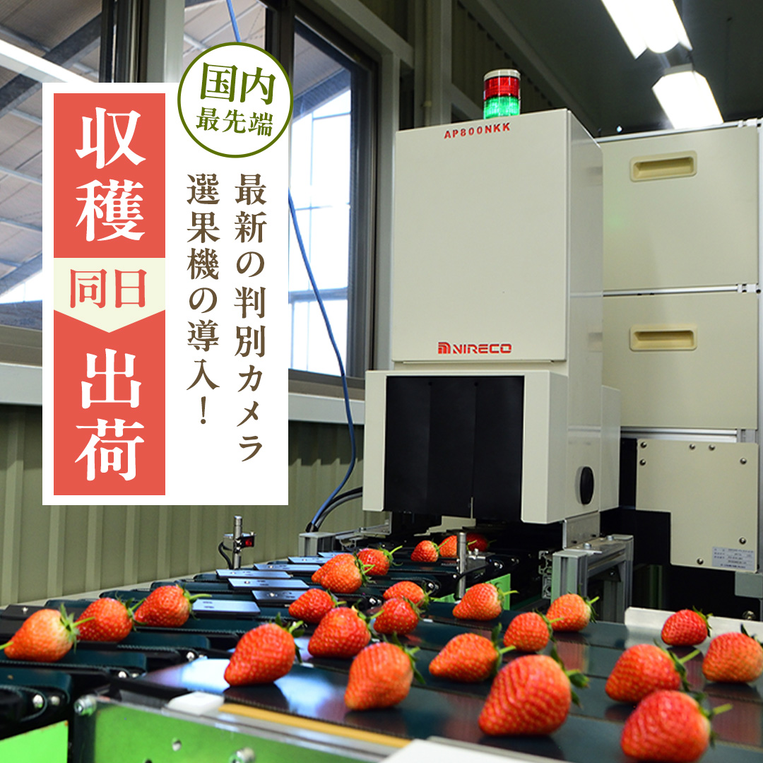 茨城県桜川市のふるさと納税 【 2026年1月上旬発送開始 】 完熟 かおり野 260g×4P 国産 いちご イチゴ 苺 果物 フルーツ 茨城県産 KEK 果物 フルーツ [BC032sa]