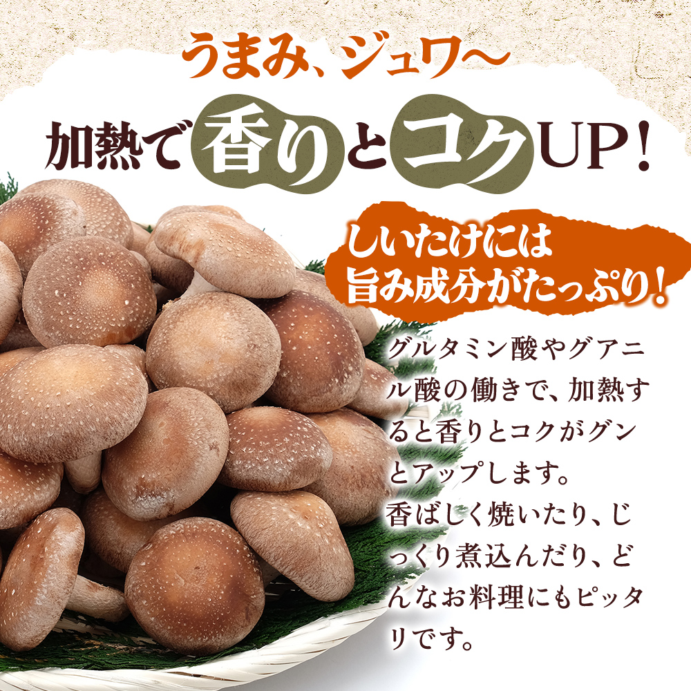 北海道産 厚岸町 上尾幌 菌床栽培 キングしいたけ プリンスしいたけ 各1パック 